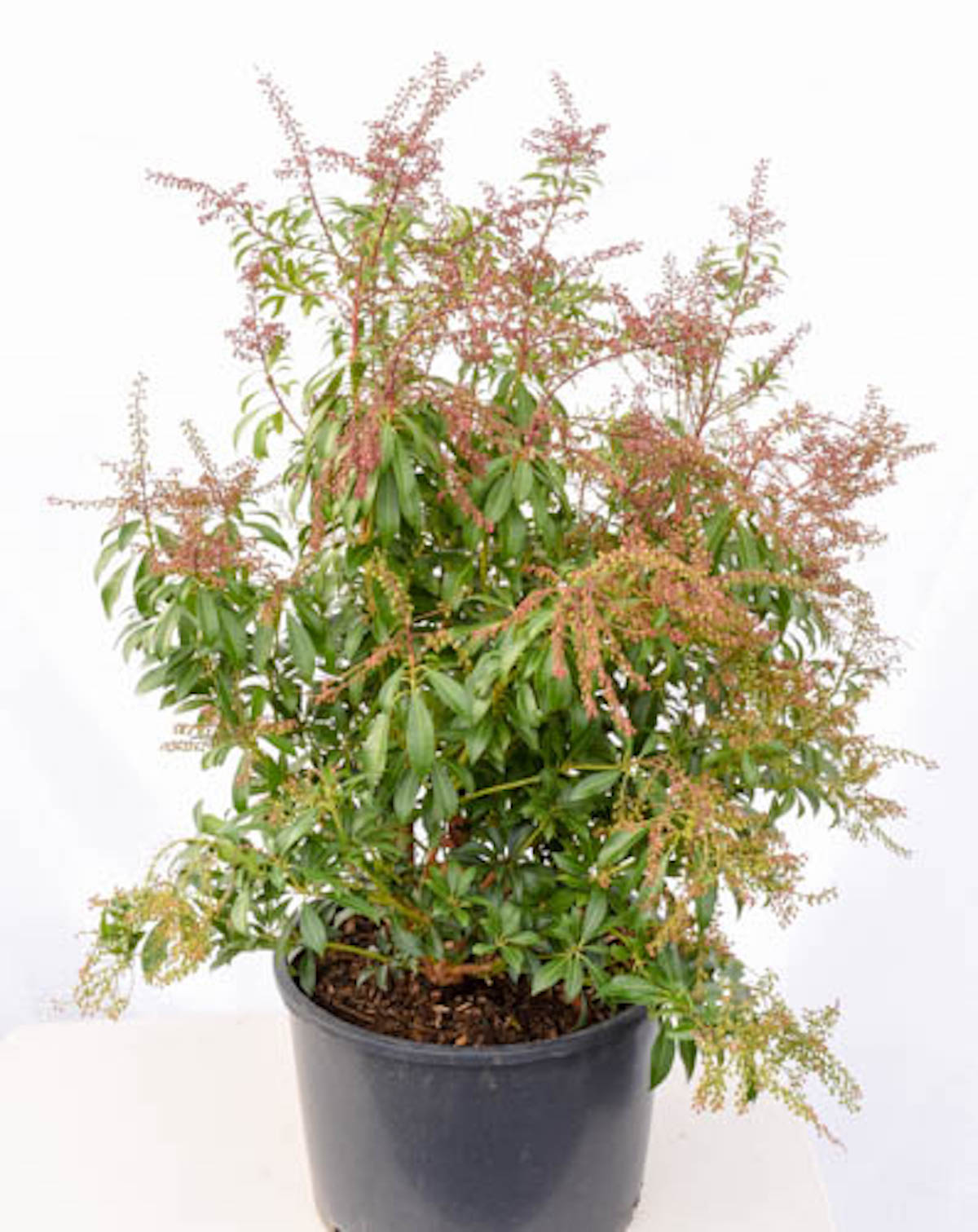 Passion' Lily-of-the-Valley Shrub