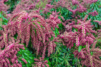 Passion' Lily-of-the-Valley Shrub
