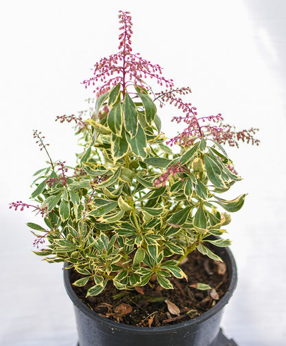 Passion Frost Pieris