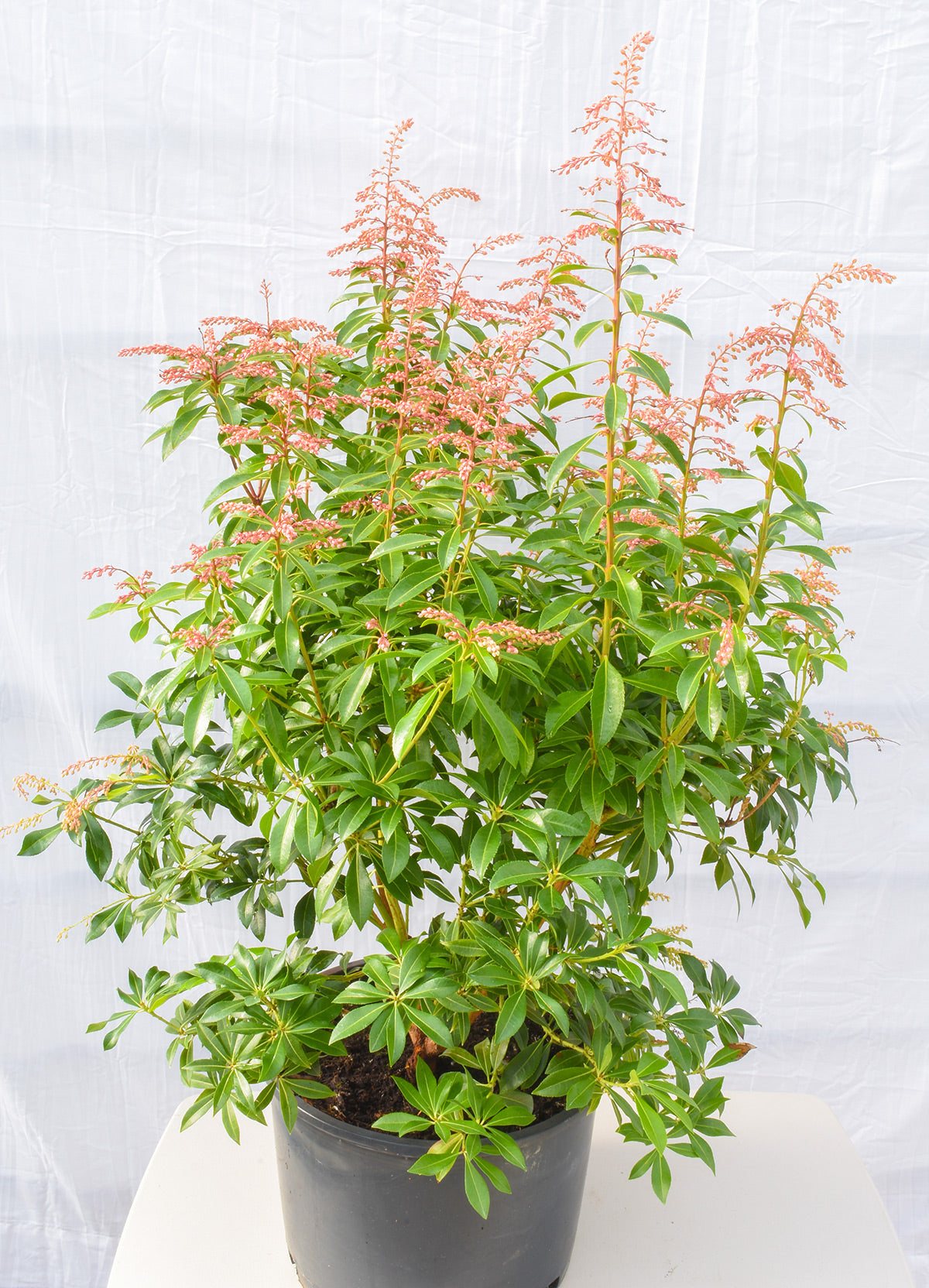 Passion Frost Pieris