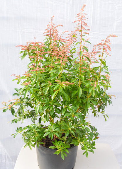 Passion Frost Pieris