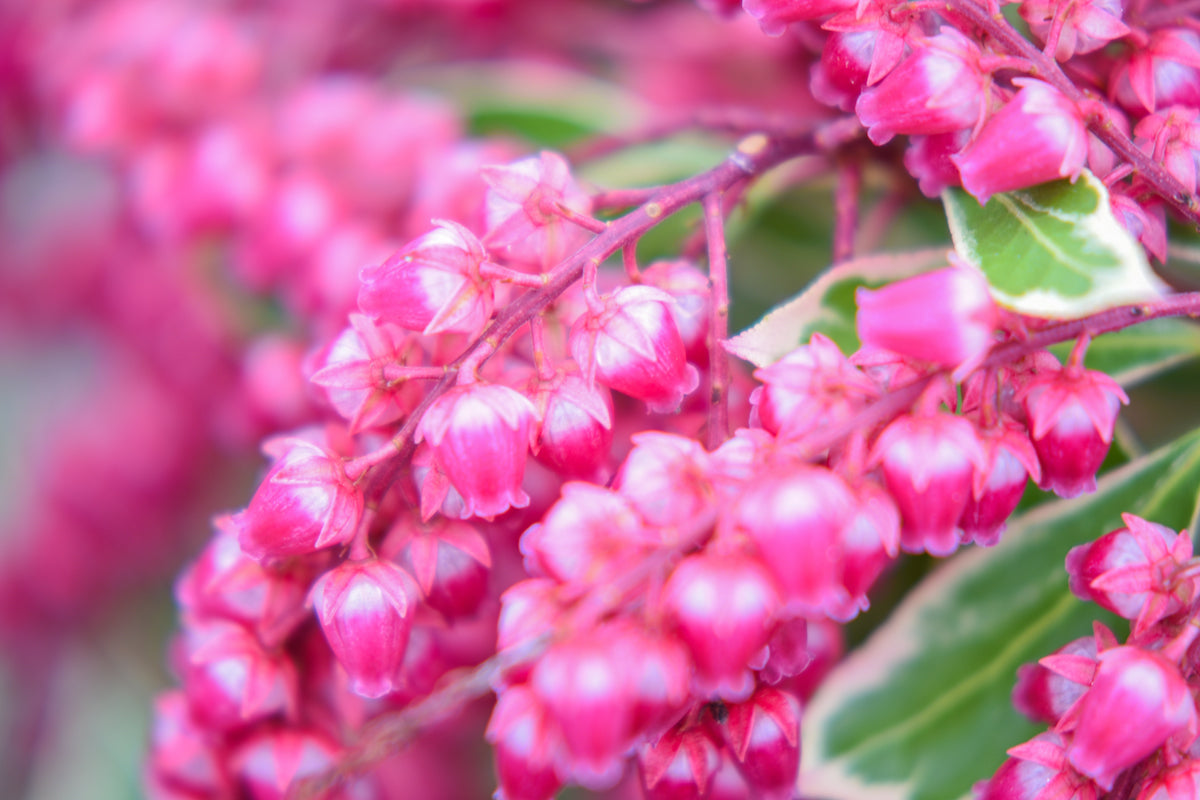 Passion Frost Pieris