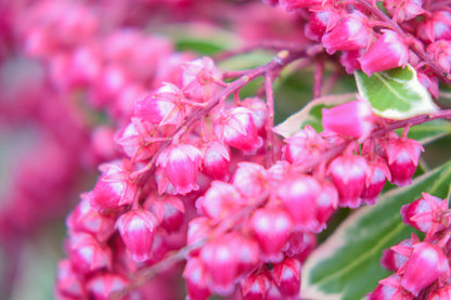 Passion Frost Pieris