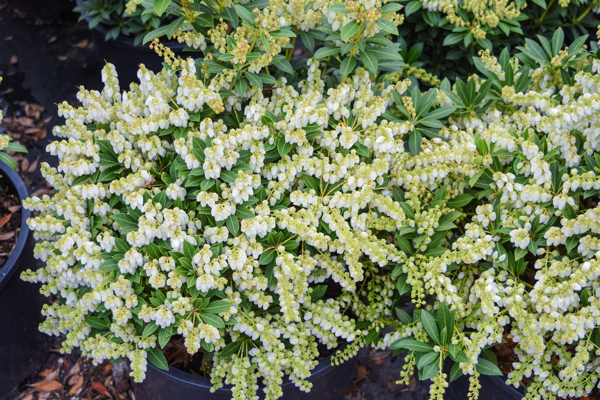 'Prelude' Japanese Pieris