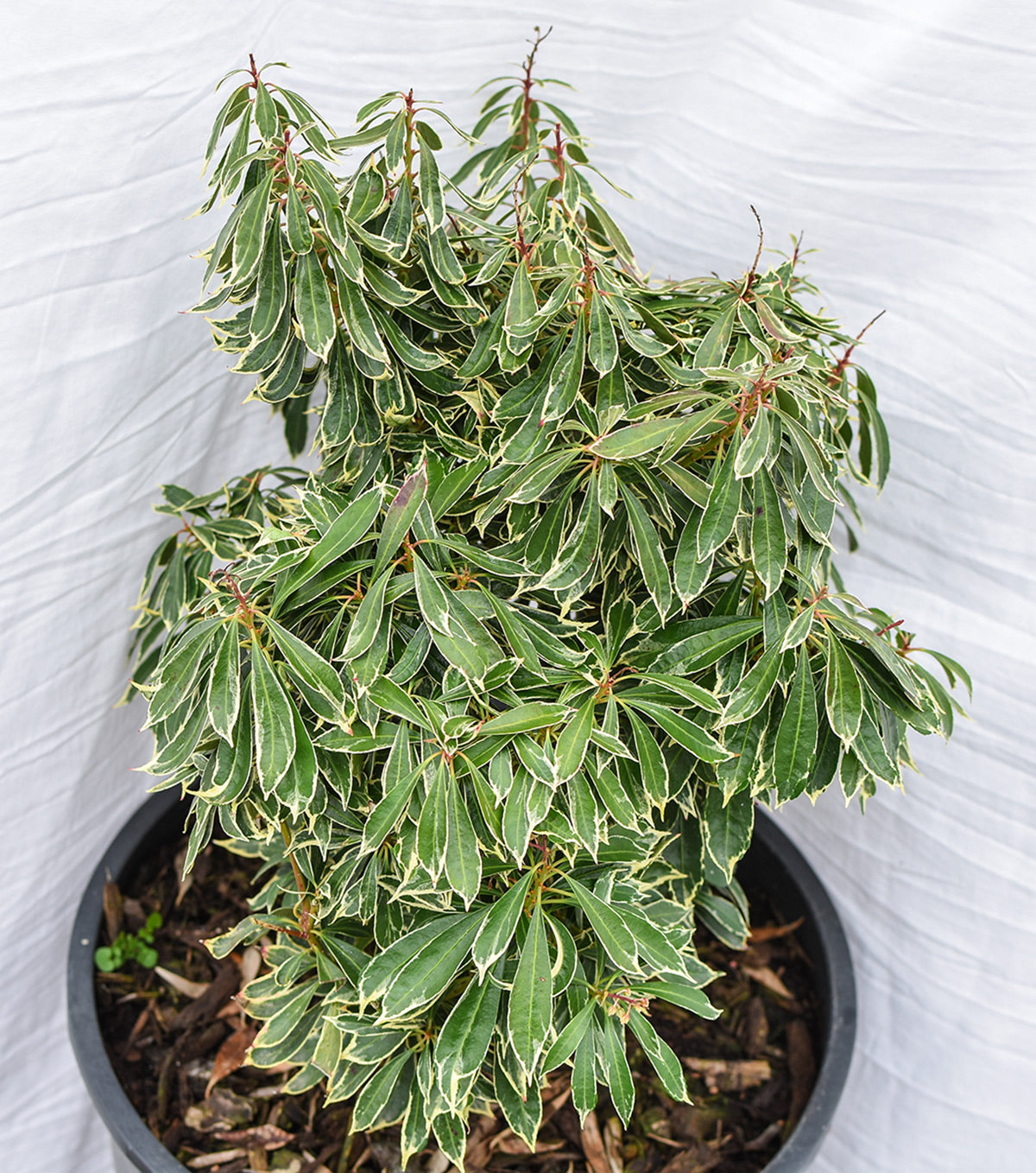 'Variegata' Lily-of-the-Valley Shrub