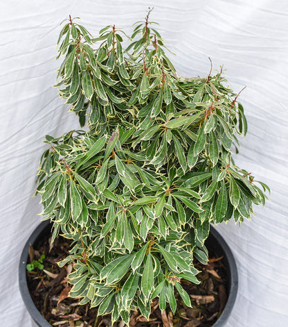 'Variegata' Lily-of-the-Valley Shrub