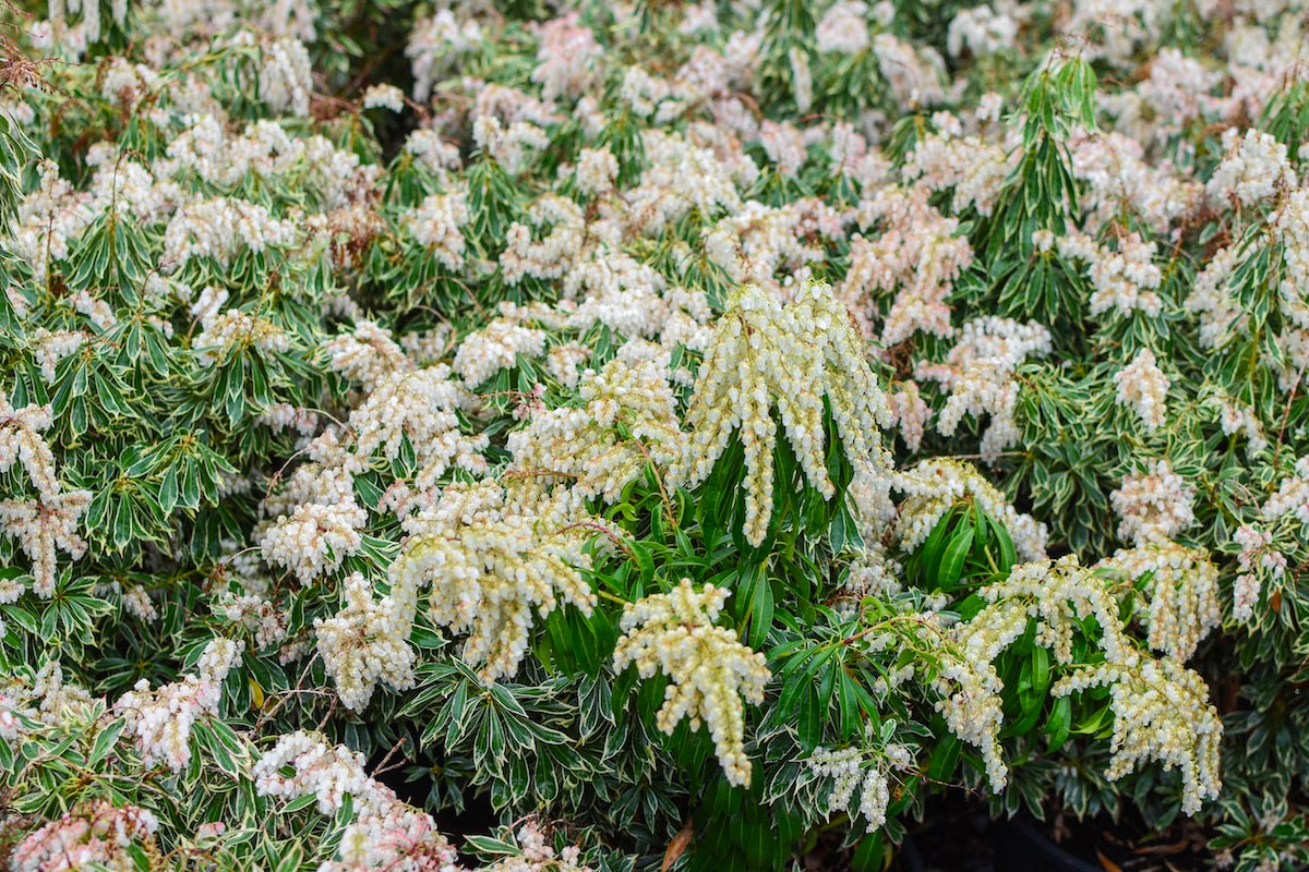 'Variegata' Lily-of-the-Valley Shrub