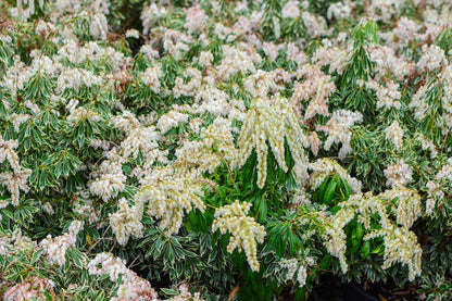 'Variegata' Lily-of-the-Valley Shrub