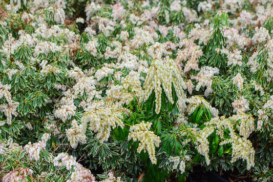 'Variegata' Lily-of-the-Valley Shrub