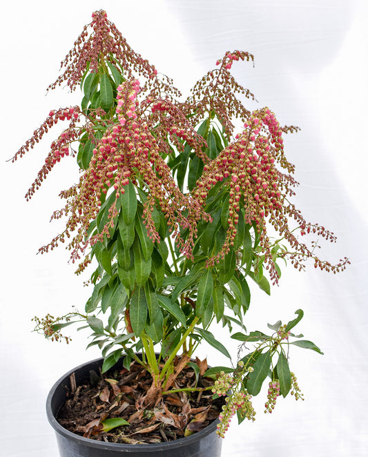 'Valley Valentine' Pieris