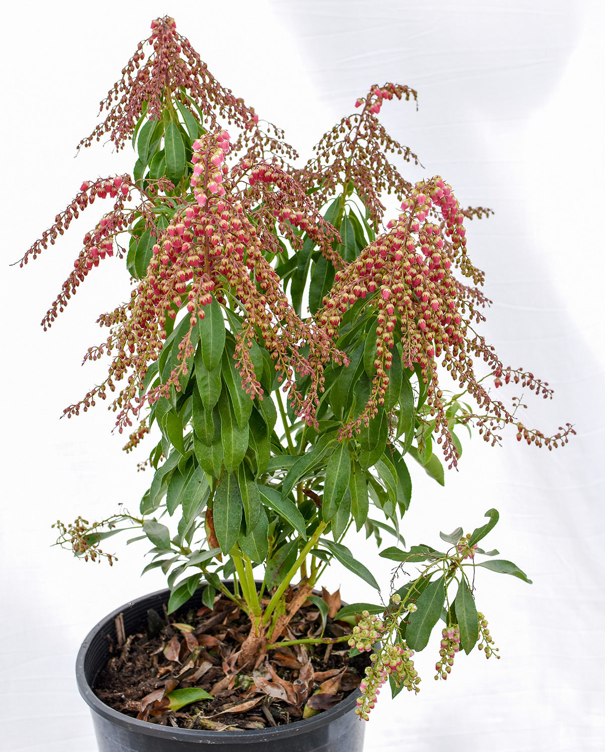 'Valley Valentine' Pieris