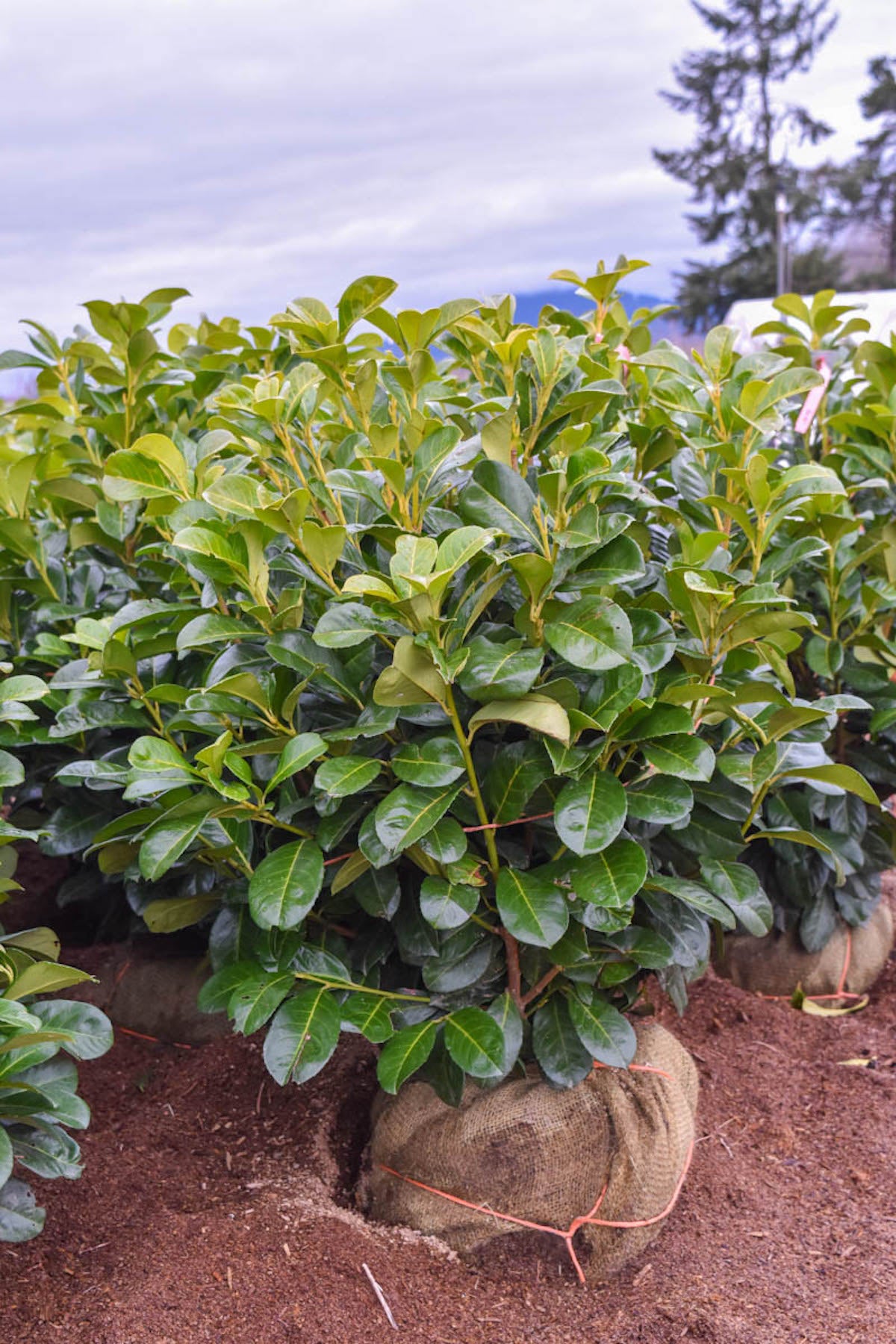 Cherry Laurel ´Etna'