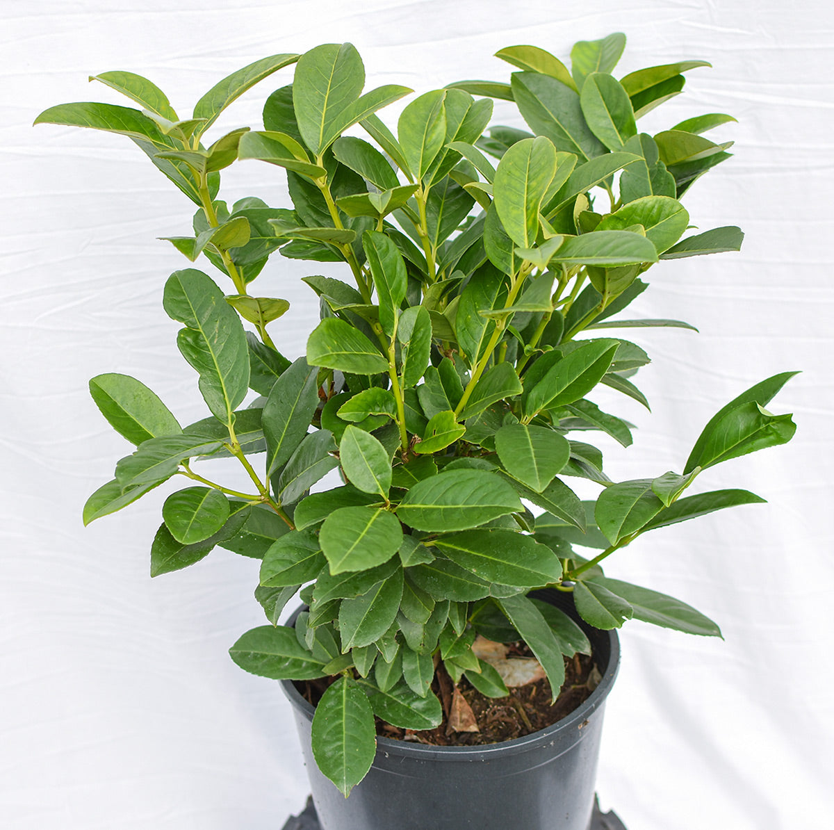 Dwarf English Laurel