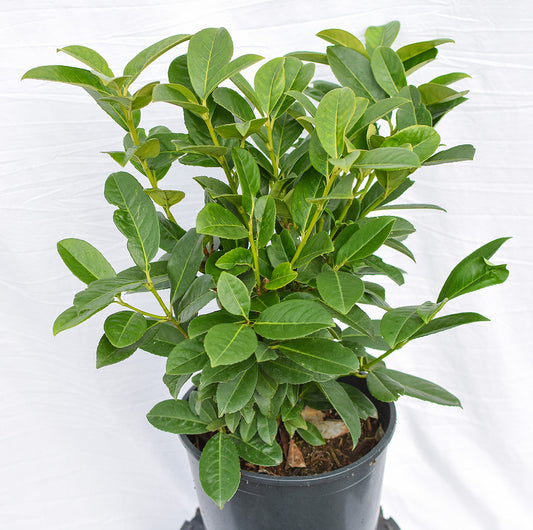 Dwarf English Laurel