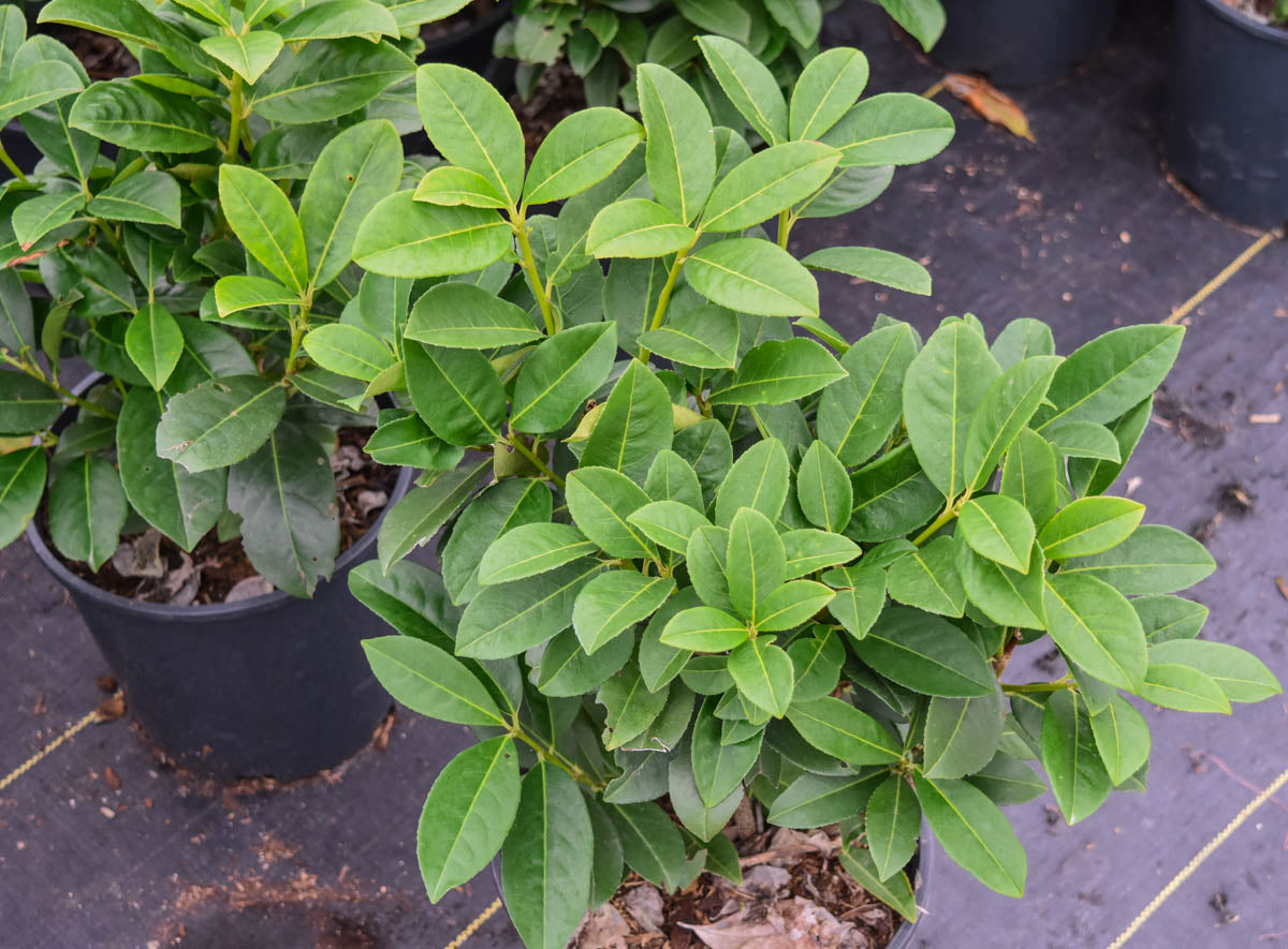 Dwarf English Laurel
