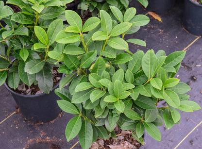 Dwarf English Laurel