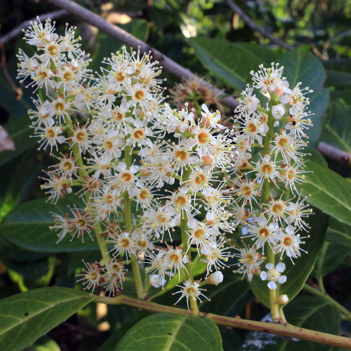 Schipka Cherry Laurel
