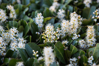 Schipka Cherry Laurel