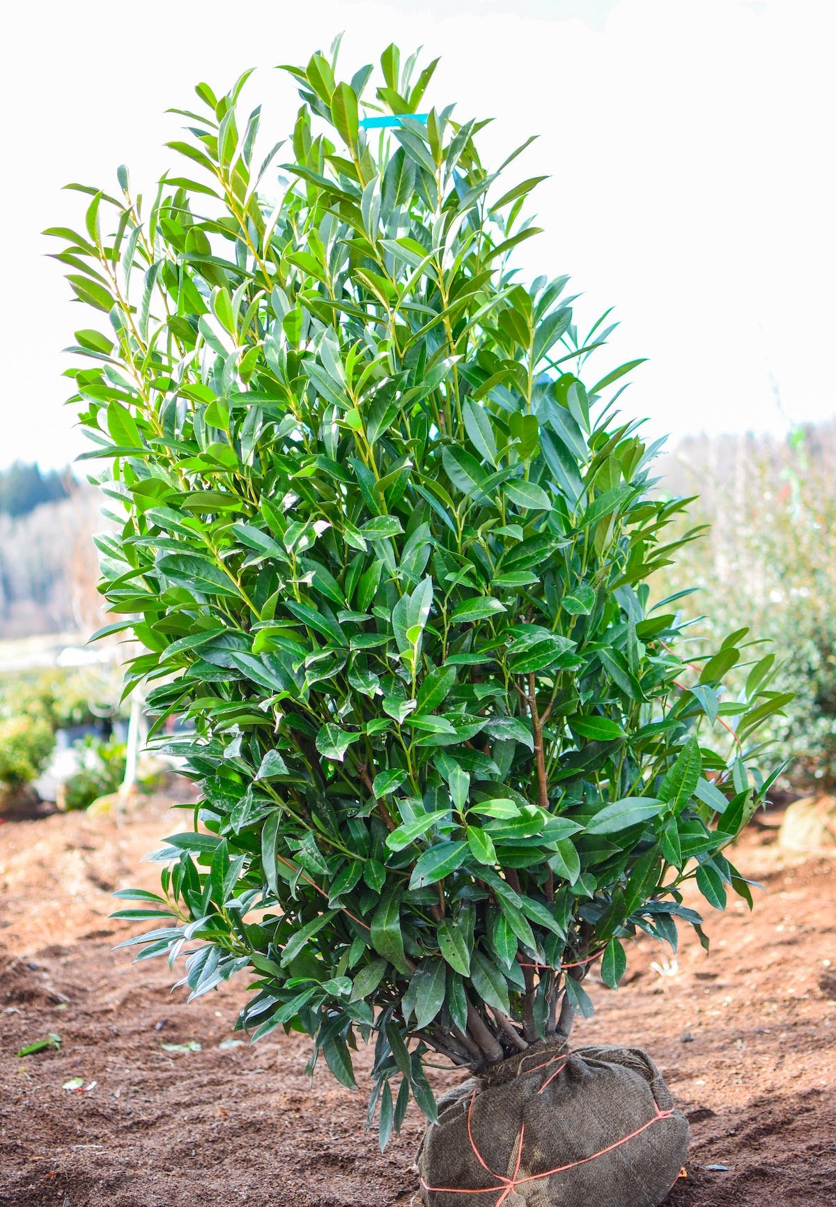 Schipka Cherry Laurel