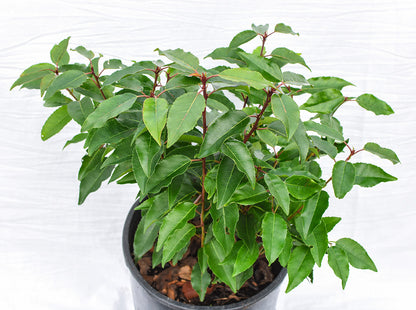 Portuguese Laurel