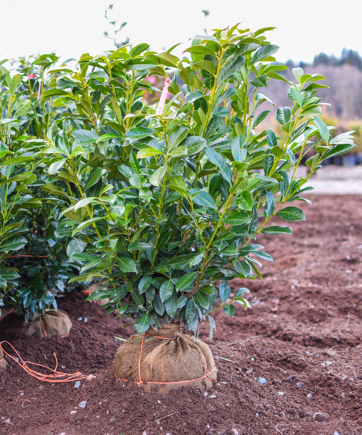 Portuguese Laurel