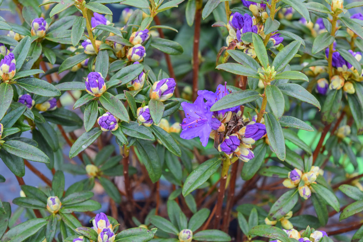 Blue Baron Rhododendron