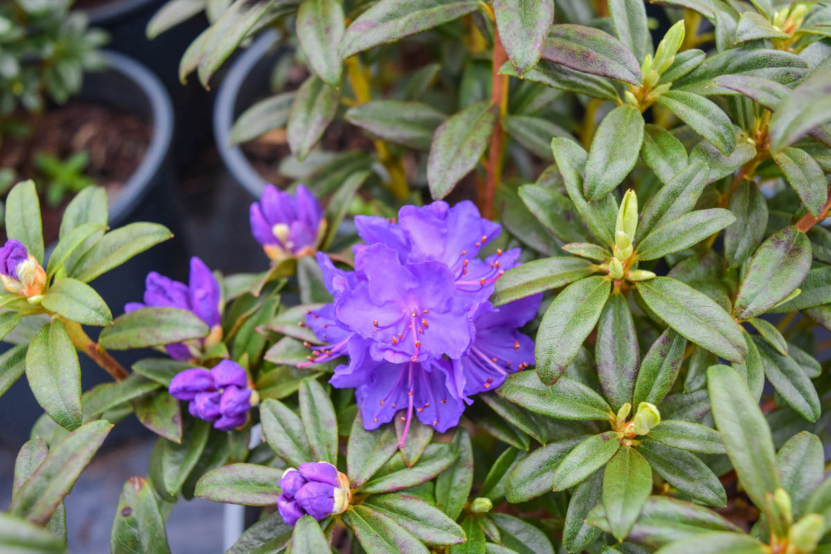 Rhododendron Blue Baron | Violet-Blue Blooms & Elegance – Plants4Home