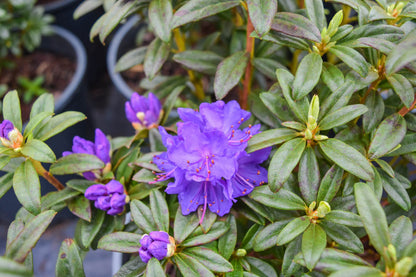 Blue Baron Rhododendron