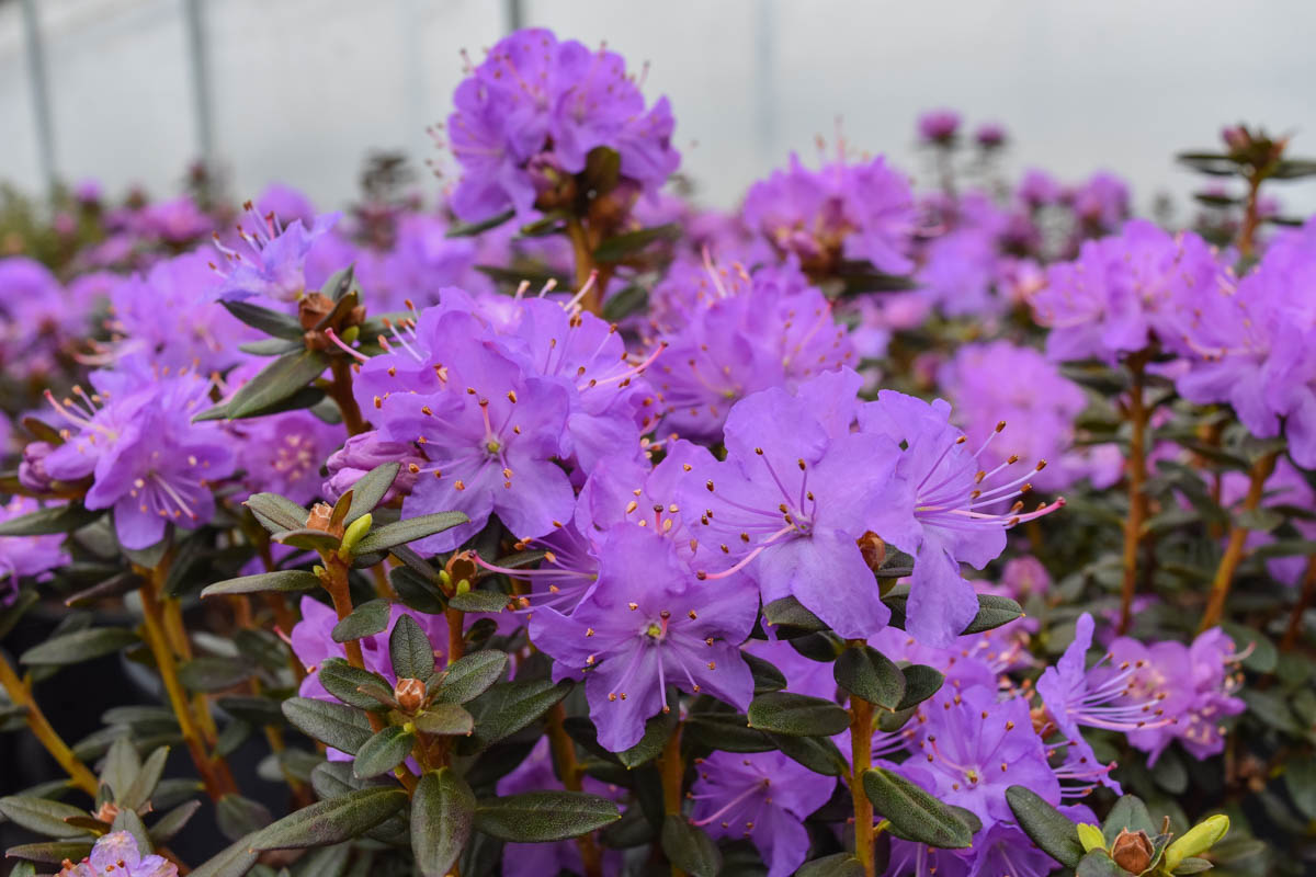 'Bob's Blue' Rhododendron