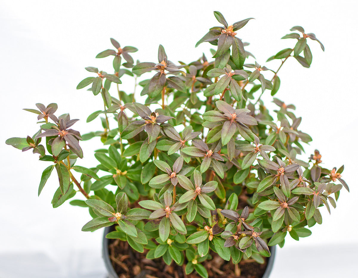 Blue Diamond Rhododendron