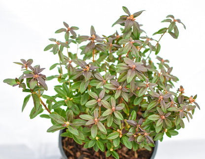 Blue Diamond Rhododendron