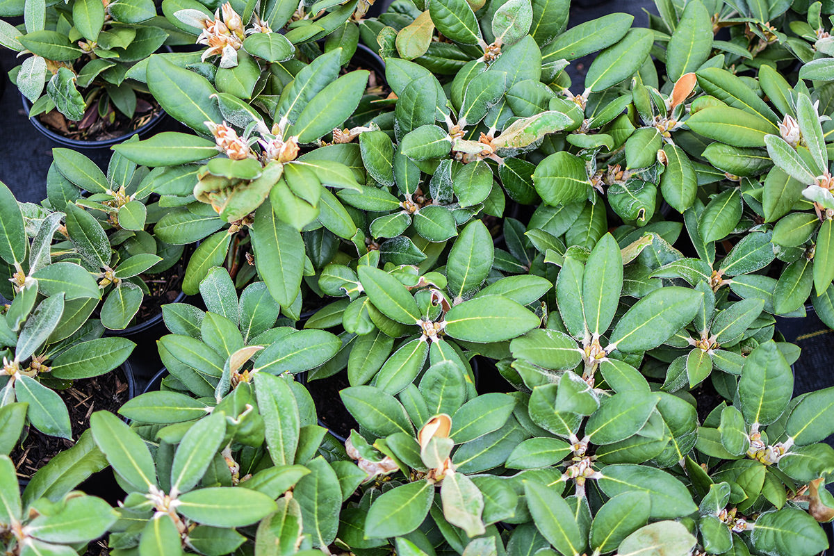 Ken Janeck Rhododendron