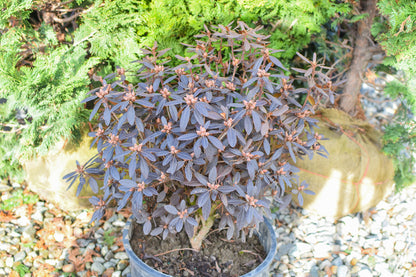 Checkmate Rhododendron