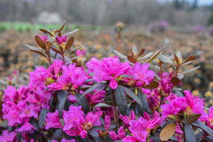 Checkmate Rhododendron