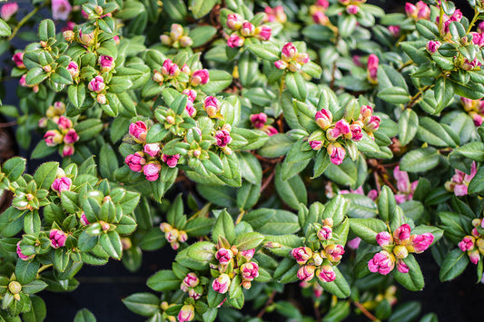 Cilpinense Rhododendron