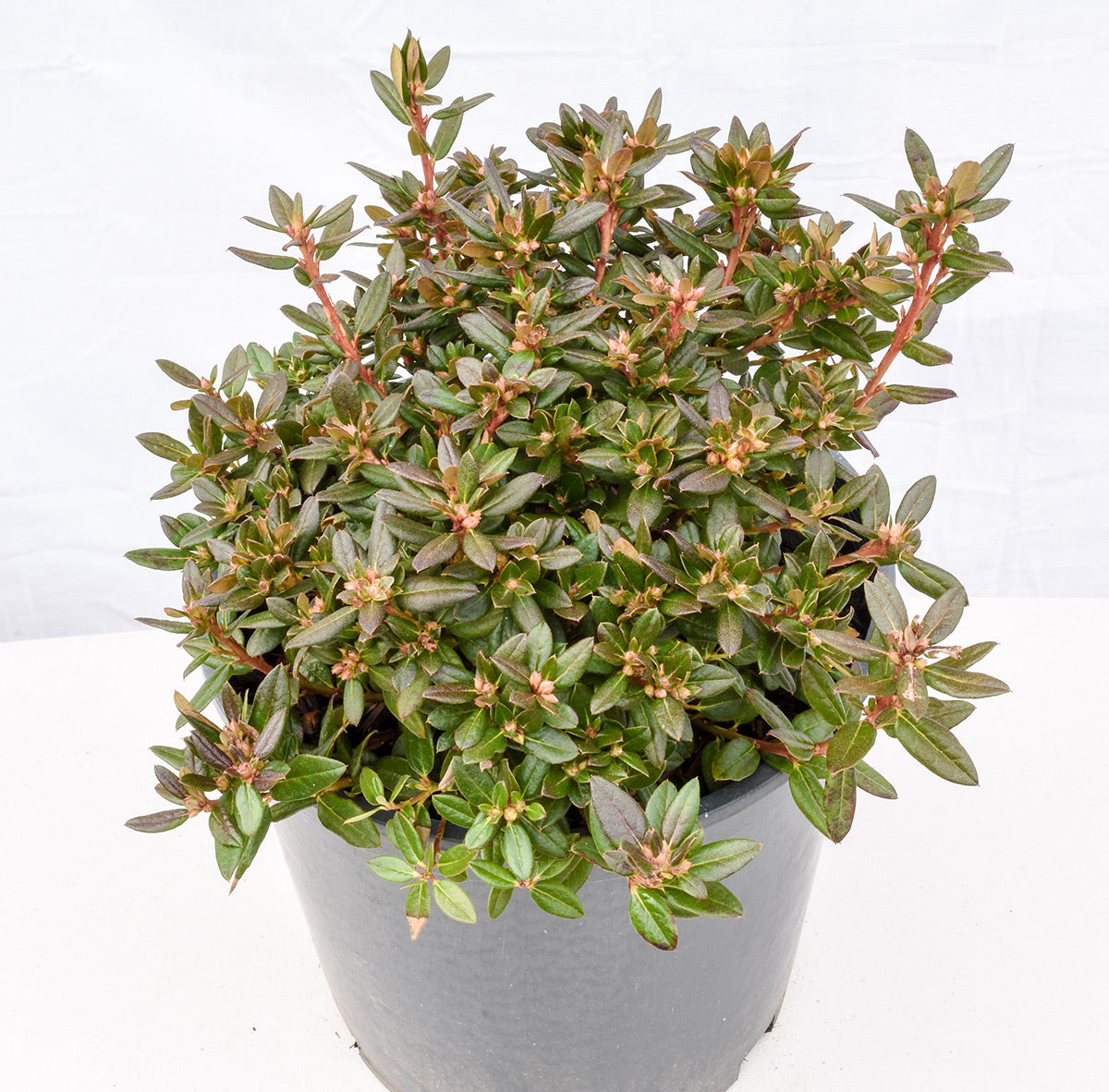Ernie Dee Rhododendron