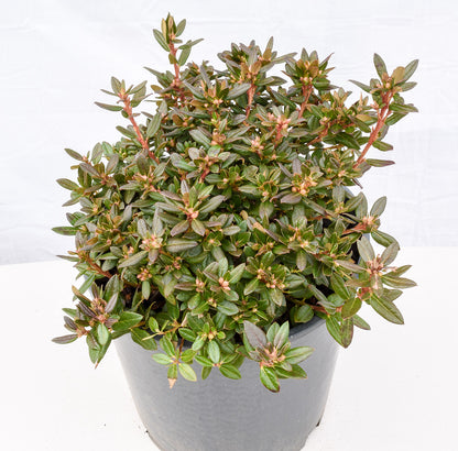 Ernie Dee Rhododendron