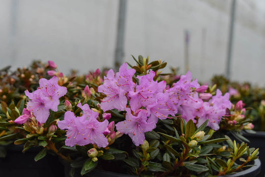 Ernie Dee Rhododendron