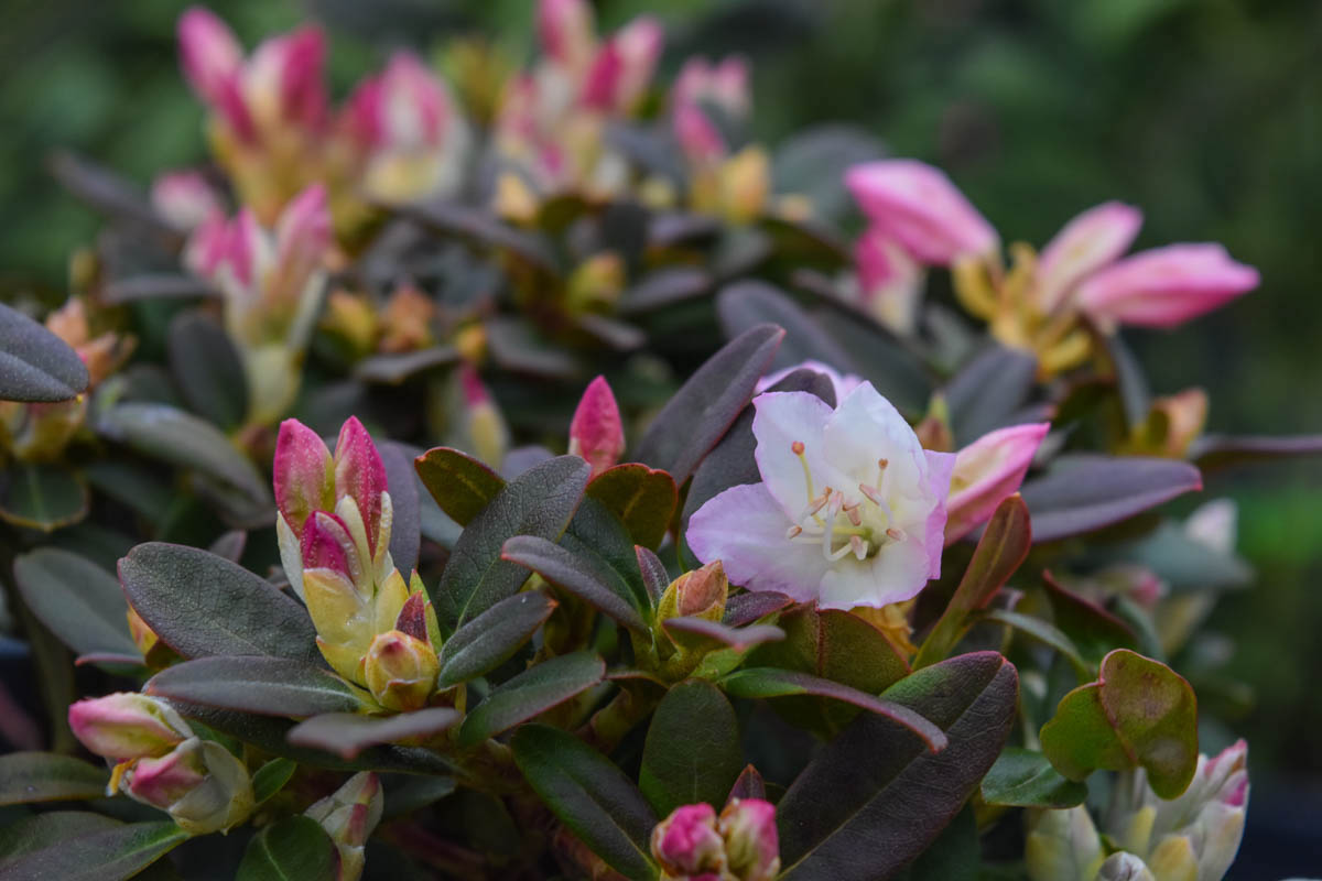 'Ginny Gee' Rhododendron