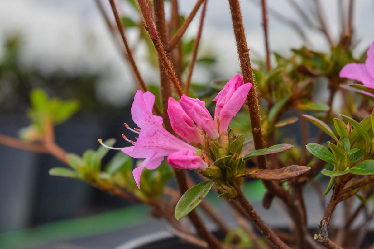 Hardijzer's Beauty Rhododendron