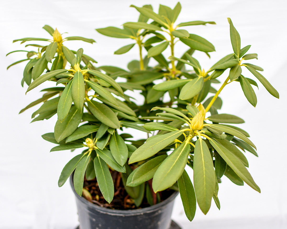 Holy Moses Rhododendron