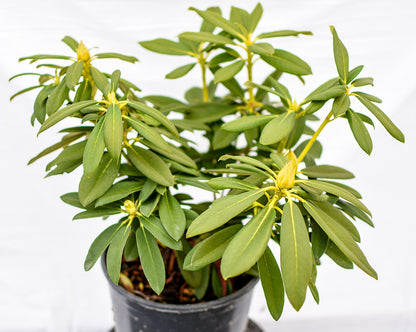Holy Moses Rhododendron