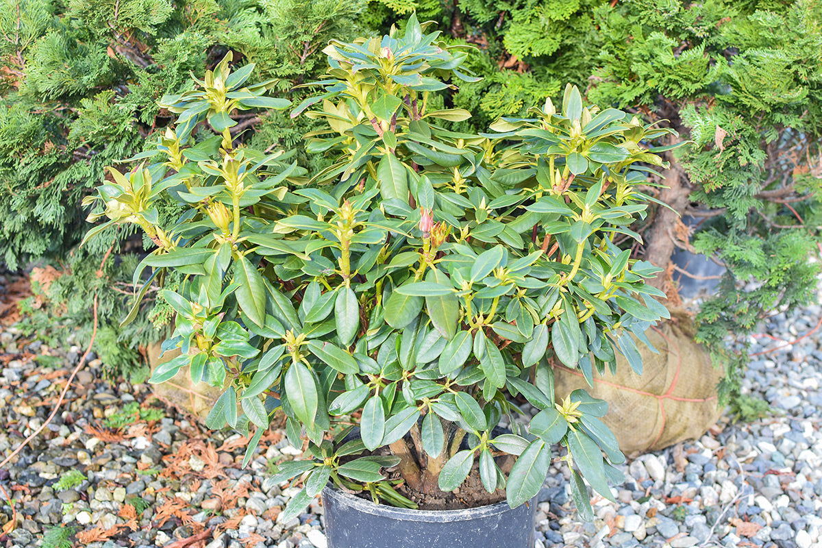 Hotei Rhododendron
