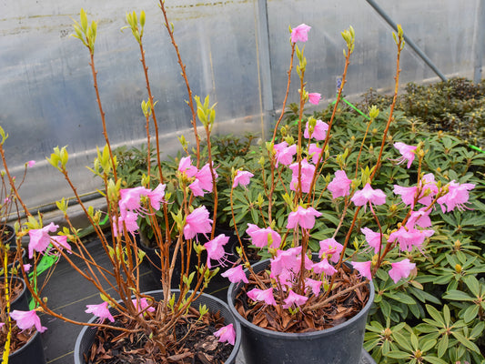 Cornell Pink Rhododendron