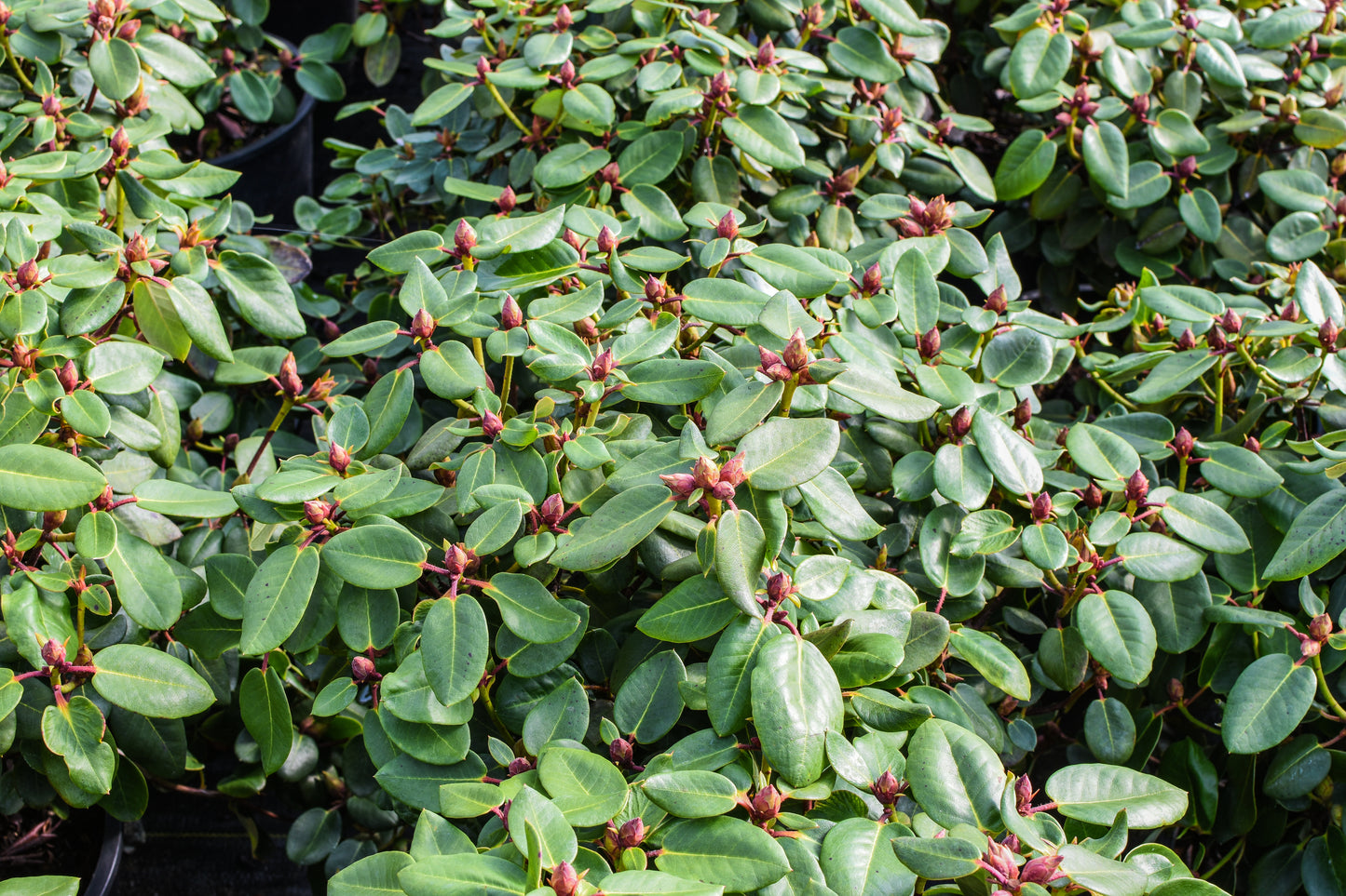Moonstone Rhododendron