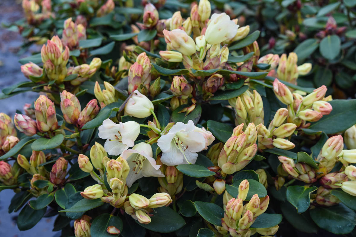 Moonstone Rhododendron