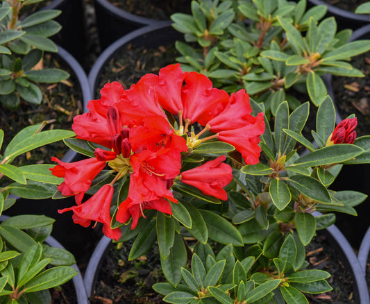 Marlene Peste Rhododendron