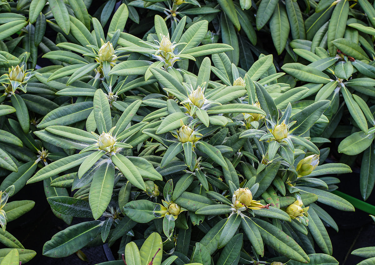 Noble Mountain Rhododendron