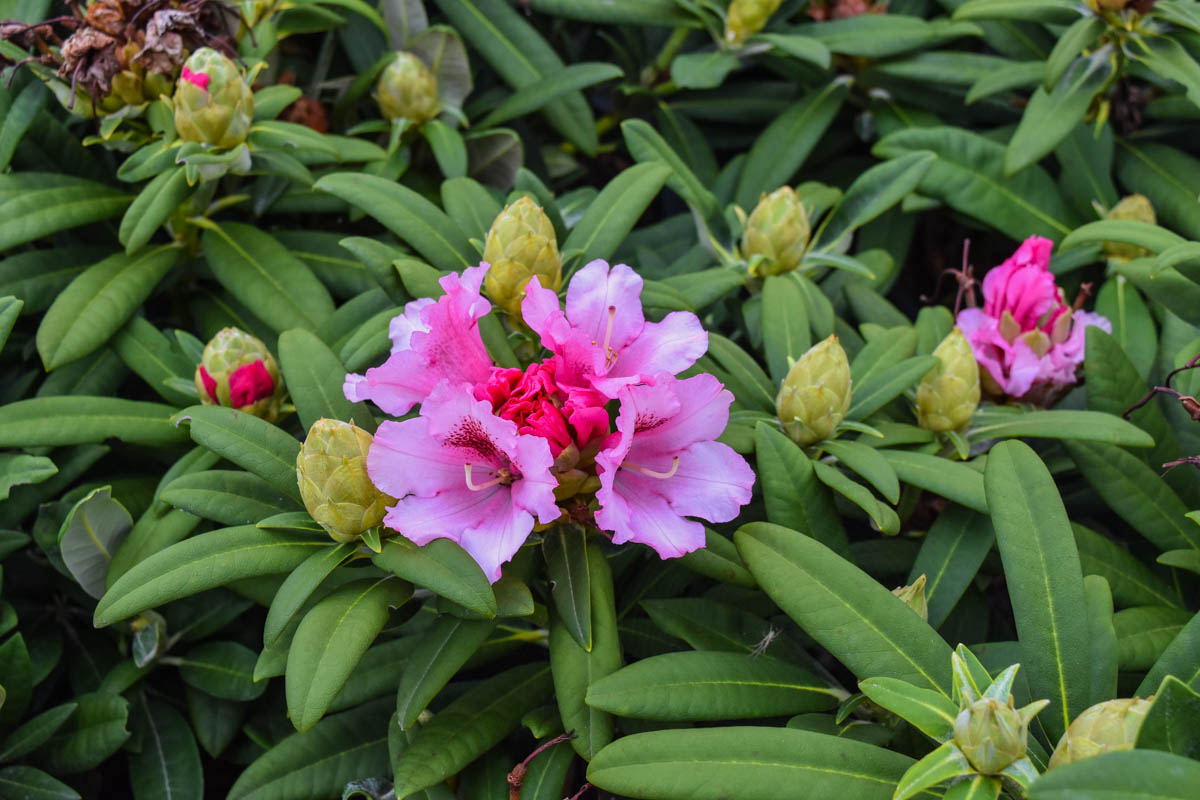 Noble Mountain Rhododendron