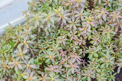 Rhododendron Ocean Lake